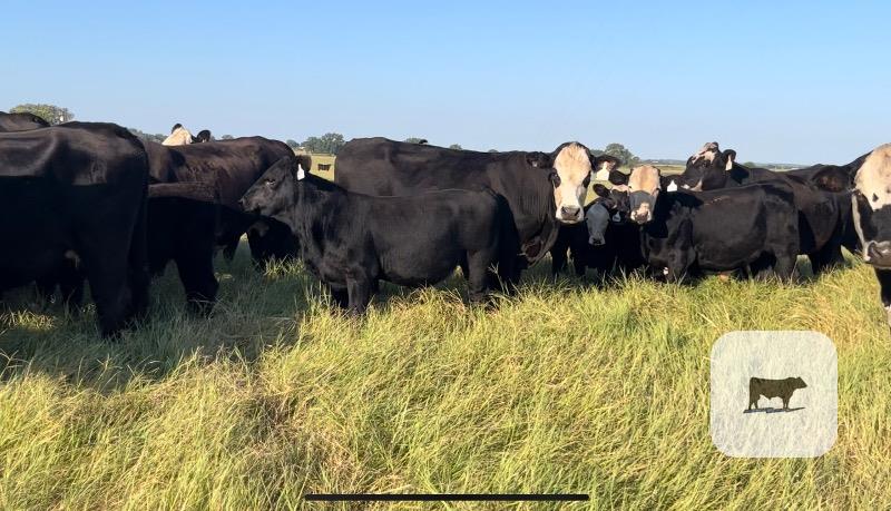 Cattle Range Listing Photo