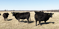 40 Angus & BWF Cows... Southwest MO