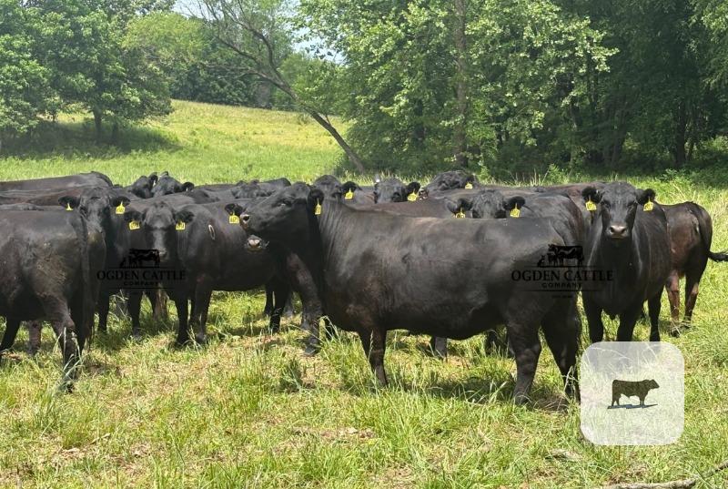 Cattle Range Listing Photo