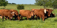 20 Red Angus & Red Angus/Simmental Cows... N. Central OK