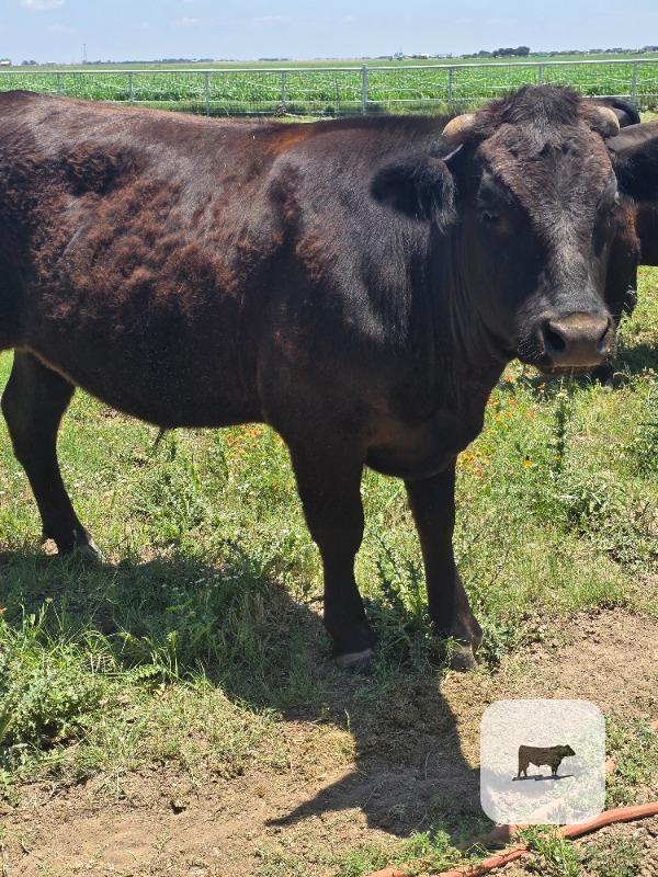 Cattle Range Listing Photo