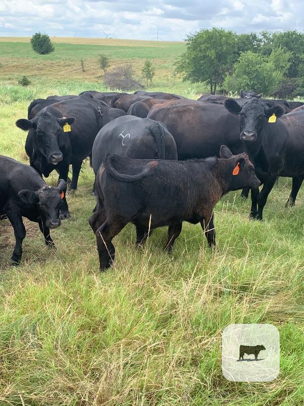 Cattle Range Listing Photo 2