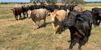 60 Angus, Red Angus & Charolais Cross Cows... W. Central TX