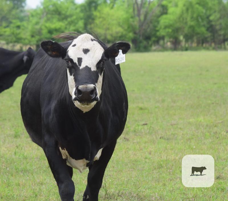 Cattle Range Listing Photo