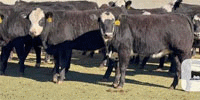 30 Angus/Hereford Black Baldy Rep. Heifers... Central TX