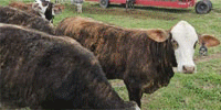 8 F1 Braford/Tigerstripe Rep. Heifers... East TX