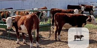 9 Purebred Polled Hereford Rep. Heifers... TX Panhandle