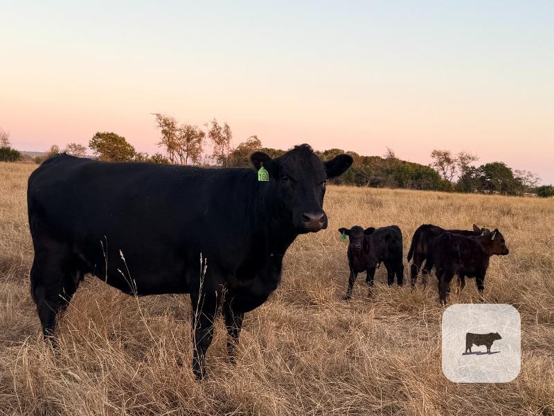 Cattle Range Listing Photo 5