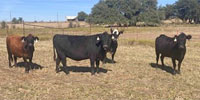 80 Angus & Angus Cross Cows... Central TX