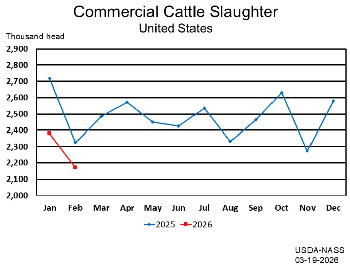 3/19/26: USDA Monthly Livestock Slaughter Report