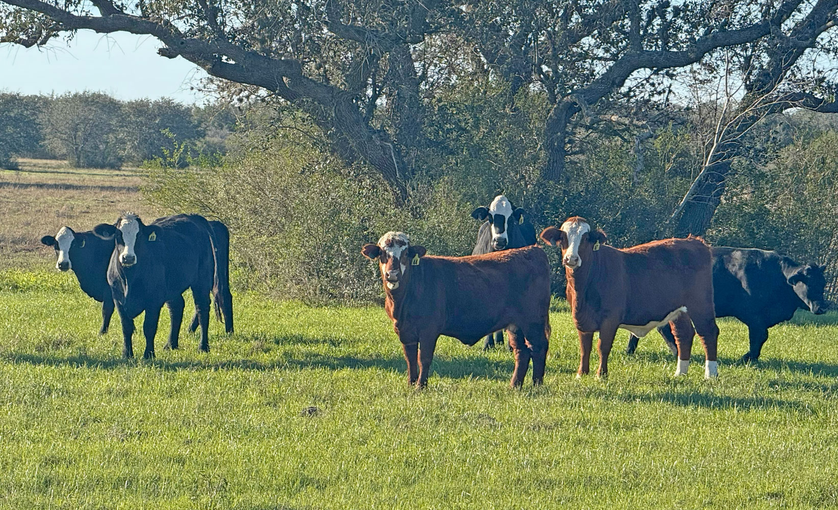 Cattle Range Listing Photo