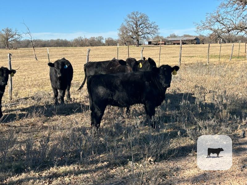 Cattle Range Listing Photo