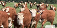 30 Reg. Line-One Horned Hereford Bred Heifers... N. Central TX
