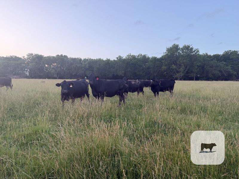 Cattle Range Listing Photo