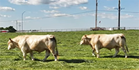 25 Reg. Charolais 2 Year Old Bulls... Southwest MO