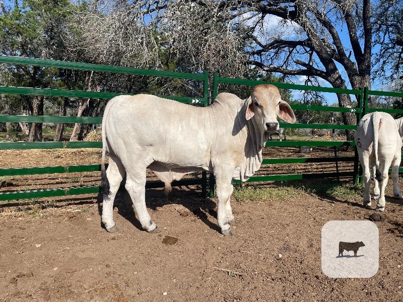 Cattle Range Listing Photo