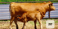 1 Reg. Pure-Bred Akaushi Pair... Southwest OK