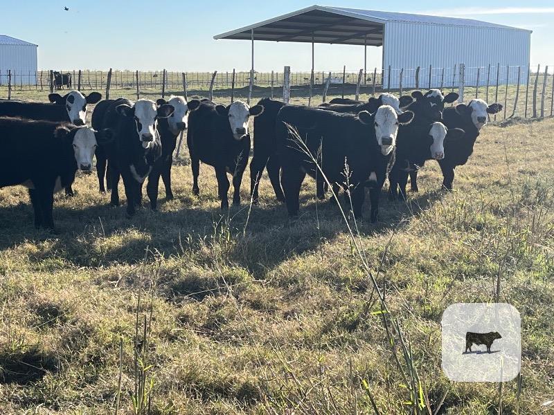 Cattle Range Listing Photo