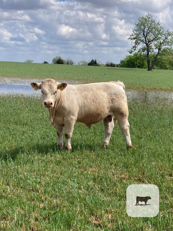 Cattle Range Listing Photo