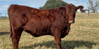 1 Red Angus/Santa Gertrudis "American Red" Rep. Heifer... S. Central TX
