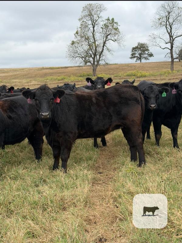 Cattle Range Listing Photo 4