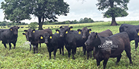 60 Angus & BWF Bred Heifers... Southwest MO