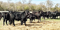 80 Angus Plus, Brangus, & BWF Rep. Heifers... Central TX