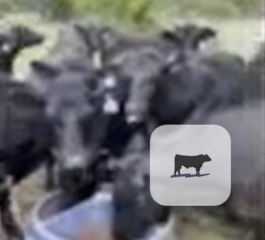 Cattle Range Listing Photo