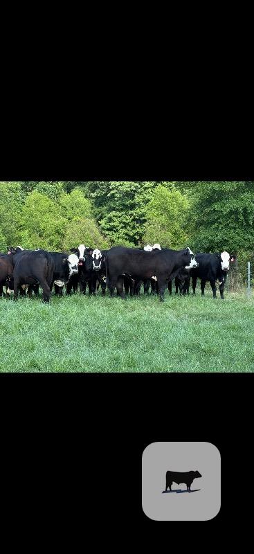 Cattle Range Listing Photo