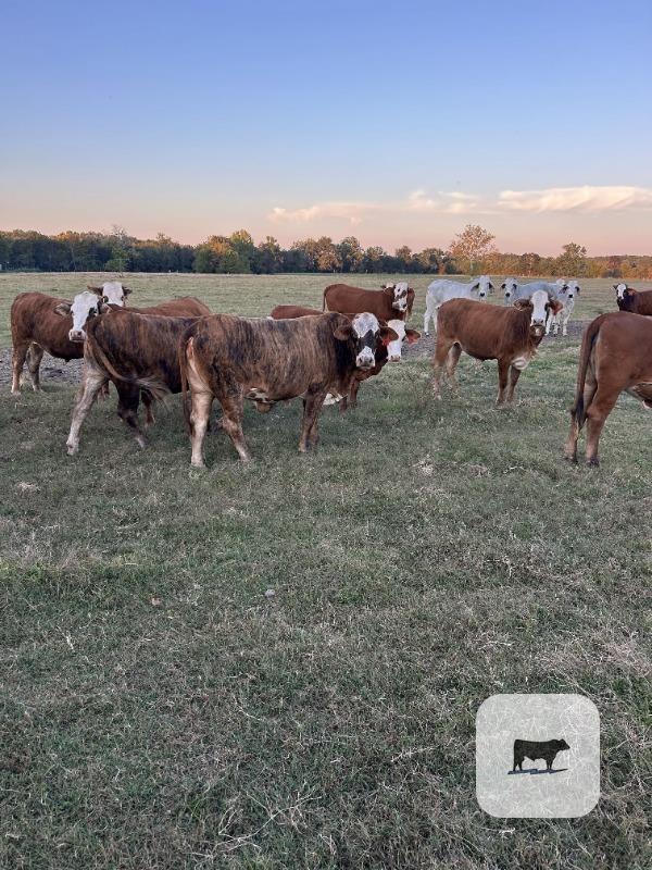 Cattle Range Listing Photo 4