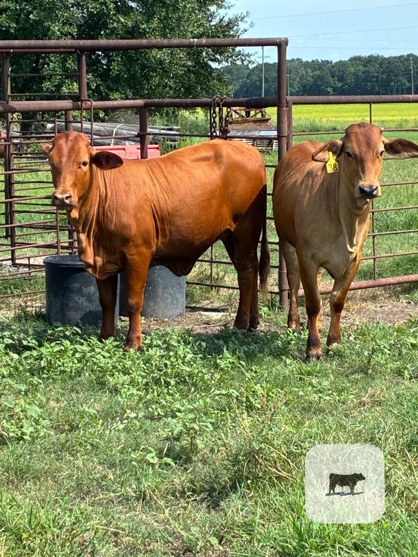 Cattle Range Listing Photo