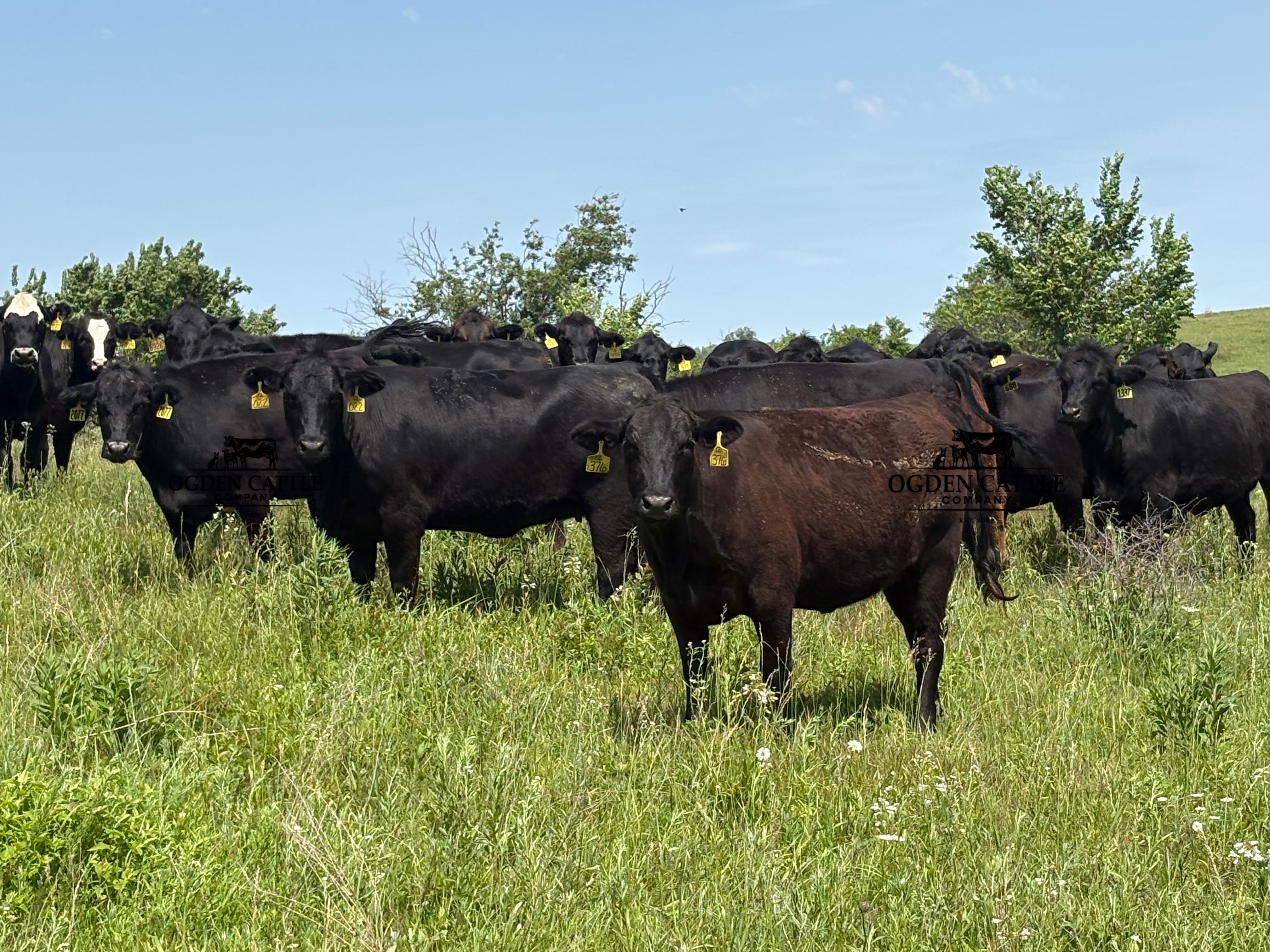 Cattle Range Listing Photo
