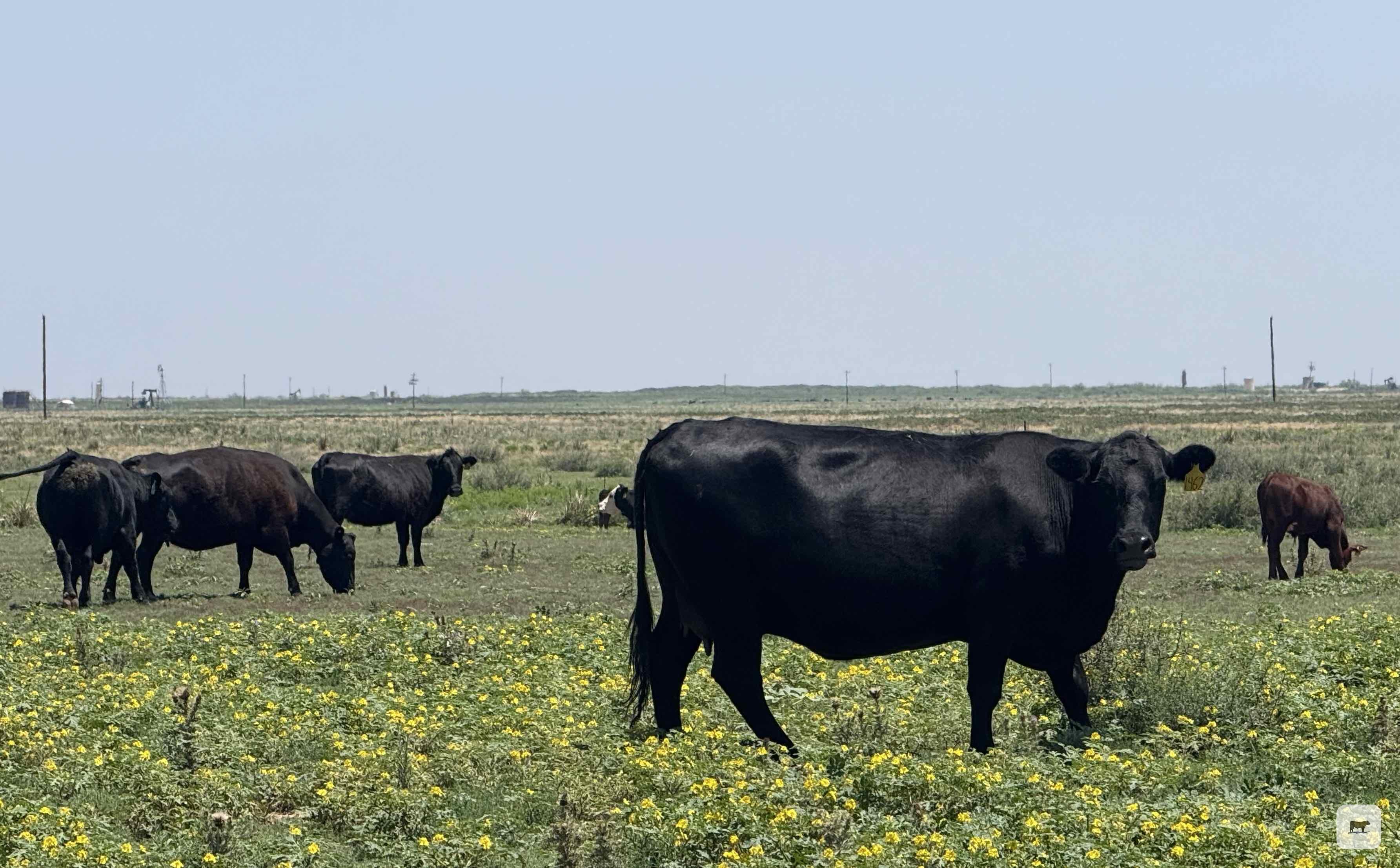 Cattle Range Listing Photo