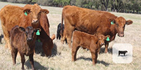 5 Red Angus 1st-Calf Pairs... Central TX