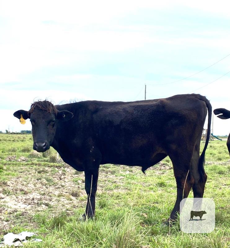 Cattle Range Listing Photo
