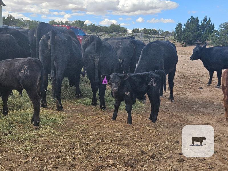 Cattle Range Listing Photo