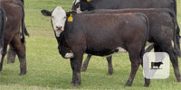 65 Angus 'BWF' Rep. Heifers... Central TX