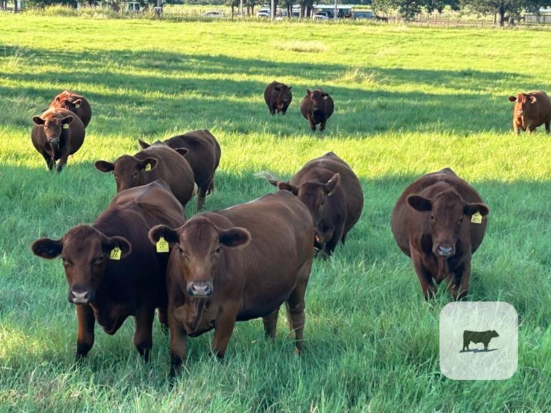 Cattle Range Listing Photo