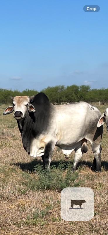 Cattle Range Listing Photo