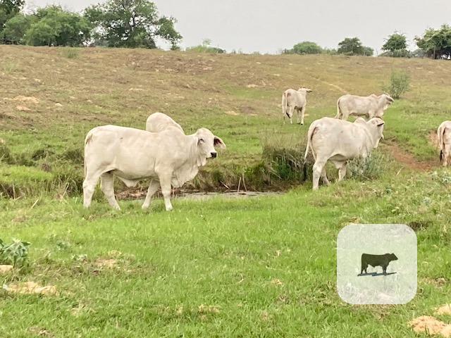Cattle Range Listing Photo