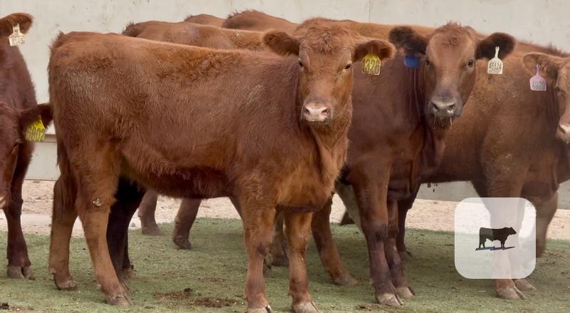 Cattle Range Listing Photo