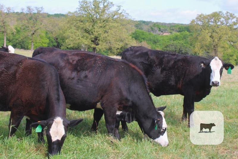 Cattle Range Listing Photo