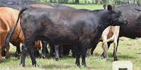 200 Angus & Angus 'BWF' Cows... E. Central OK