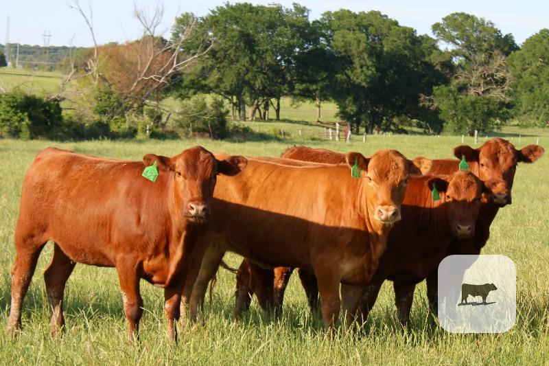 Cattle Range Listing Photo