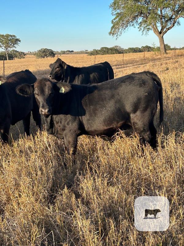 Cattle Range Listing Photo