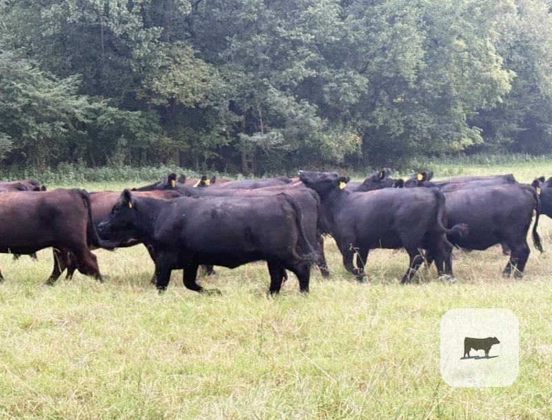 Cattle Range Listing Photo