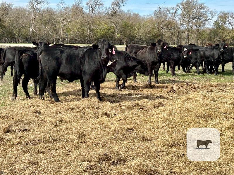 Cattle Range Listing Photo