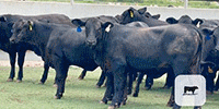 90 Brangus & Brangus Cross Rep. Heifers... Central TX