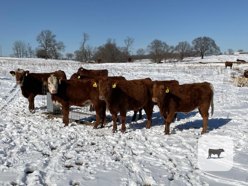 Cattle Range Listing Photo