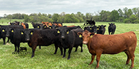 40 Angus, BWF, Red Angus, RWF & Charolais Cross Cows... Southwest MO